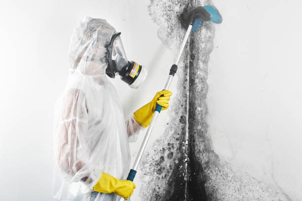 Best Mold Odor Removal Services  in Hudsonville, MI
