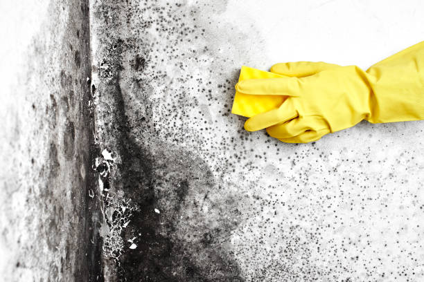 Best Environmental Consulting for Mold Prevention  in Hudsonville, MI