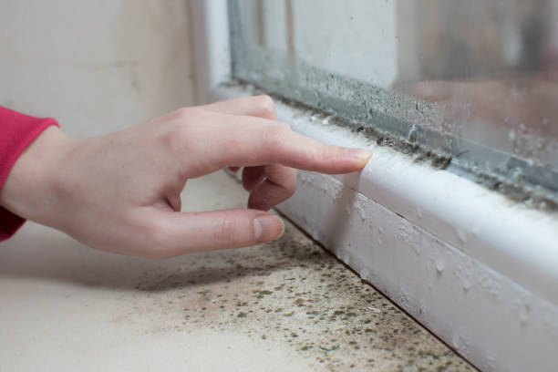 Best Mold Prevention Services  in Hudsonville, MI
